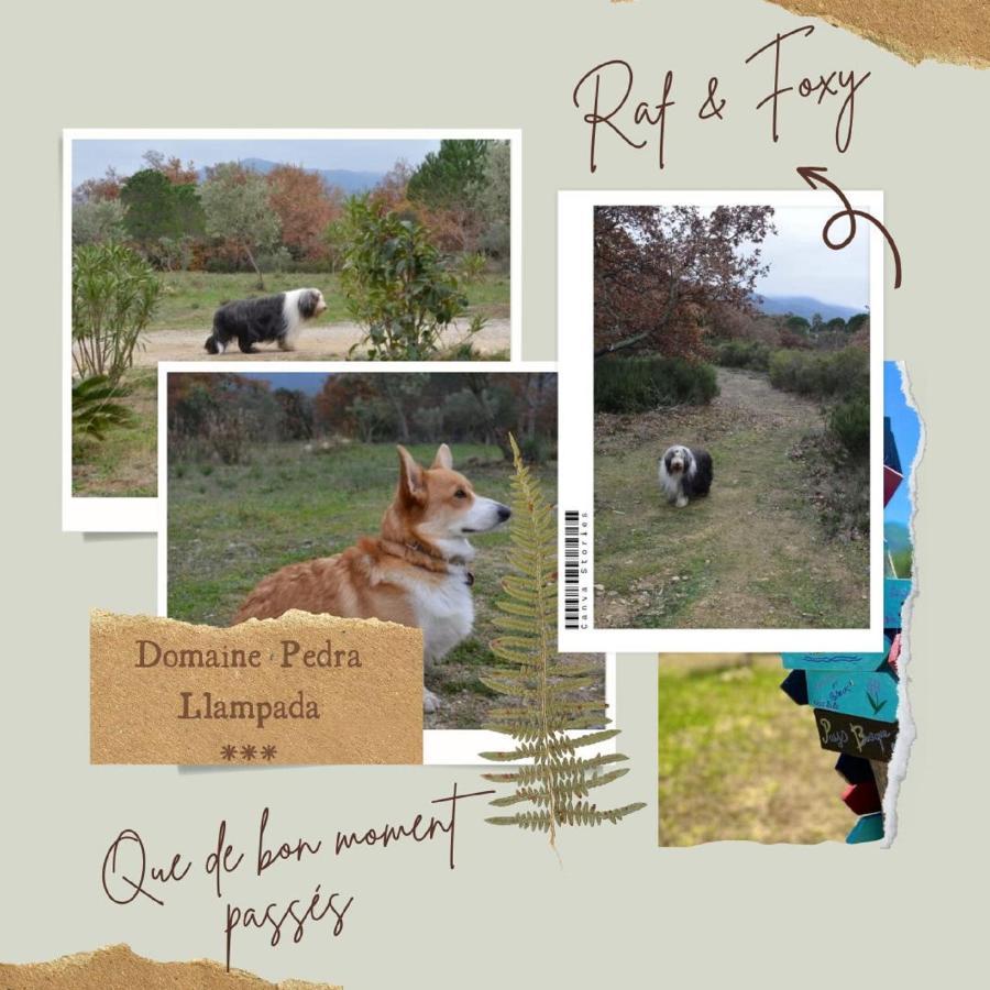 Domaine Pedra Llampada Gites Montagne Villelongue-dels-Monts Zewnętrze zdjęcie